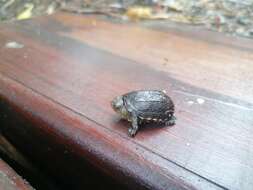 Image of Oaxaca Mud Turtle