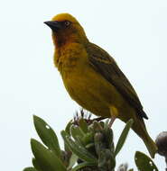 Image of Cape Weaver