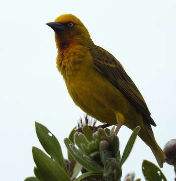 Image of Cape Weaver