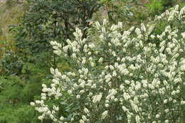 Image of bottlebrush teatree