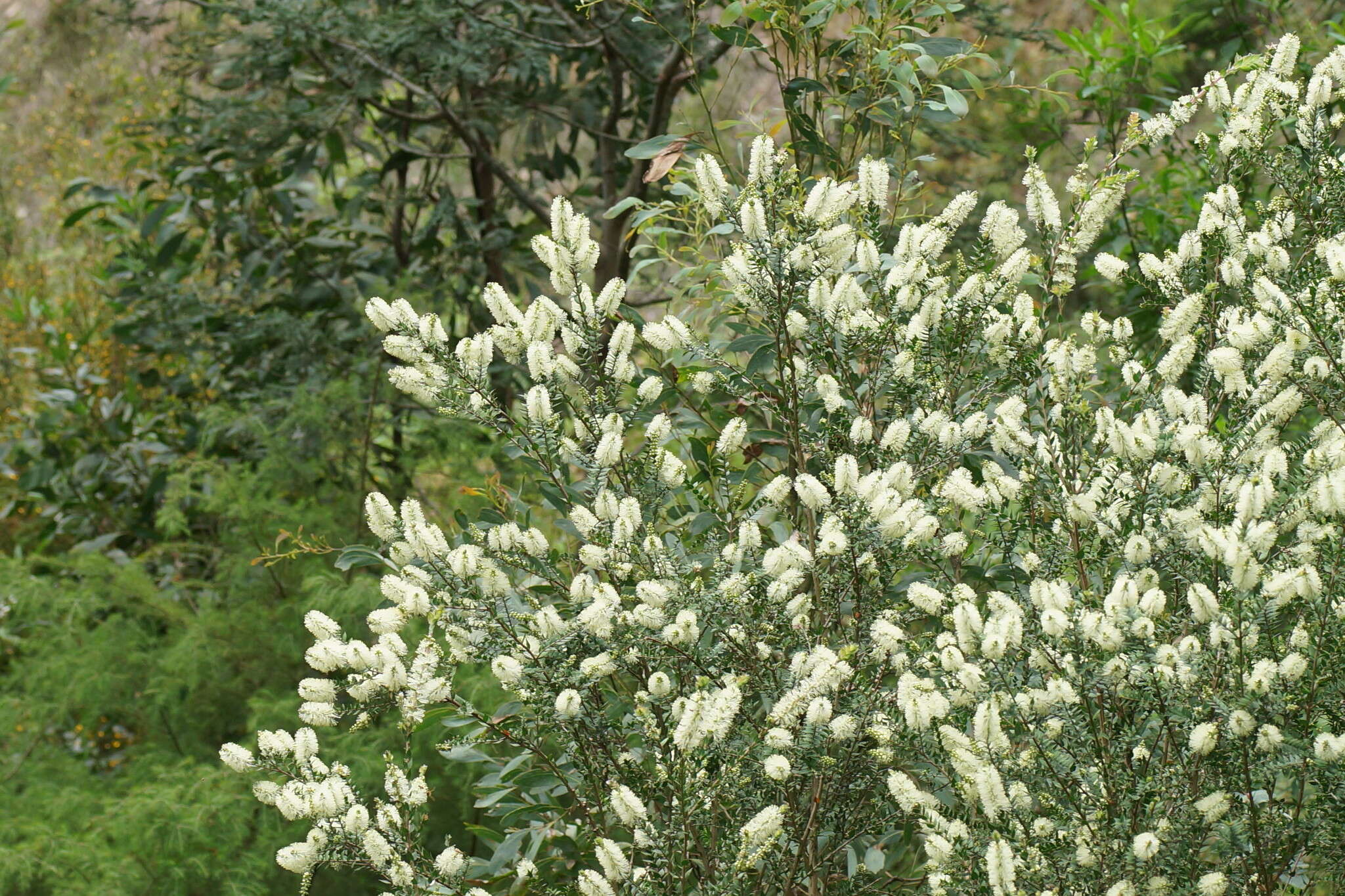 Image de Melaleuca squarrosa Donn