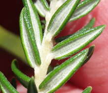 Image of Phylica axillaris Lam.