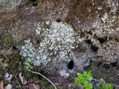 Image of chocolate chip lichen