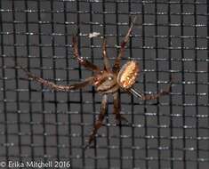 Image of Arabesque Orbweaver