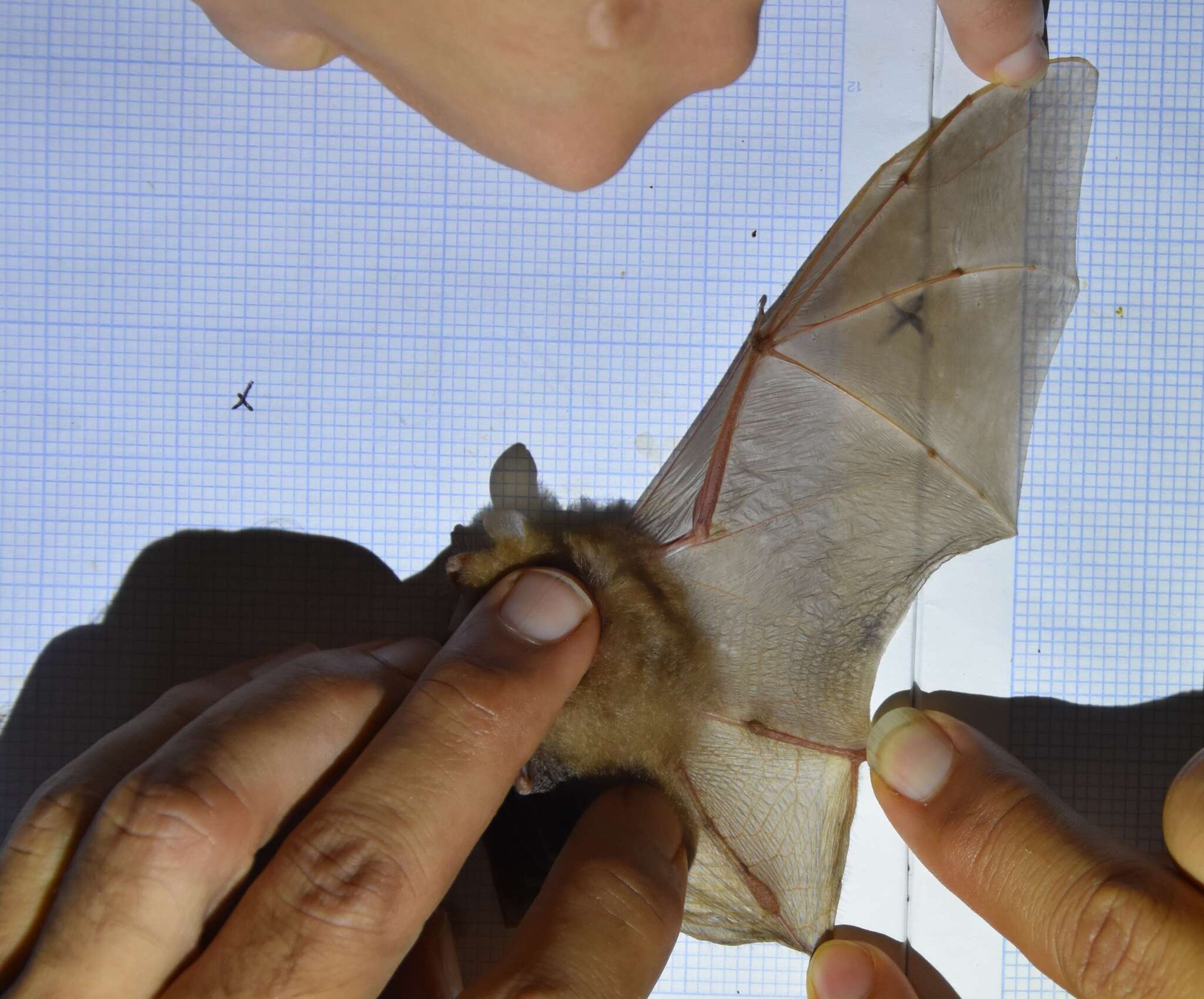 Image of Clear-winged Woolly Bat