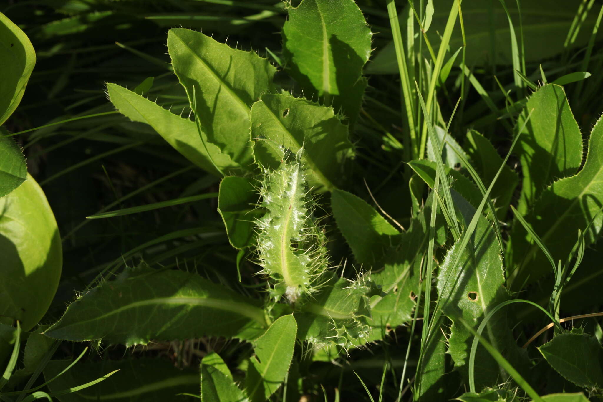 Imagem de Cirsium simplex C. A. Mey.