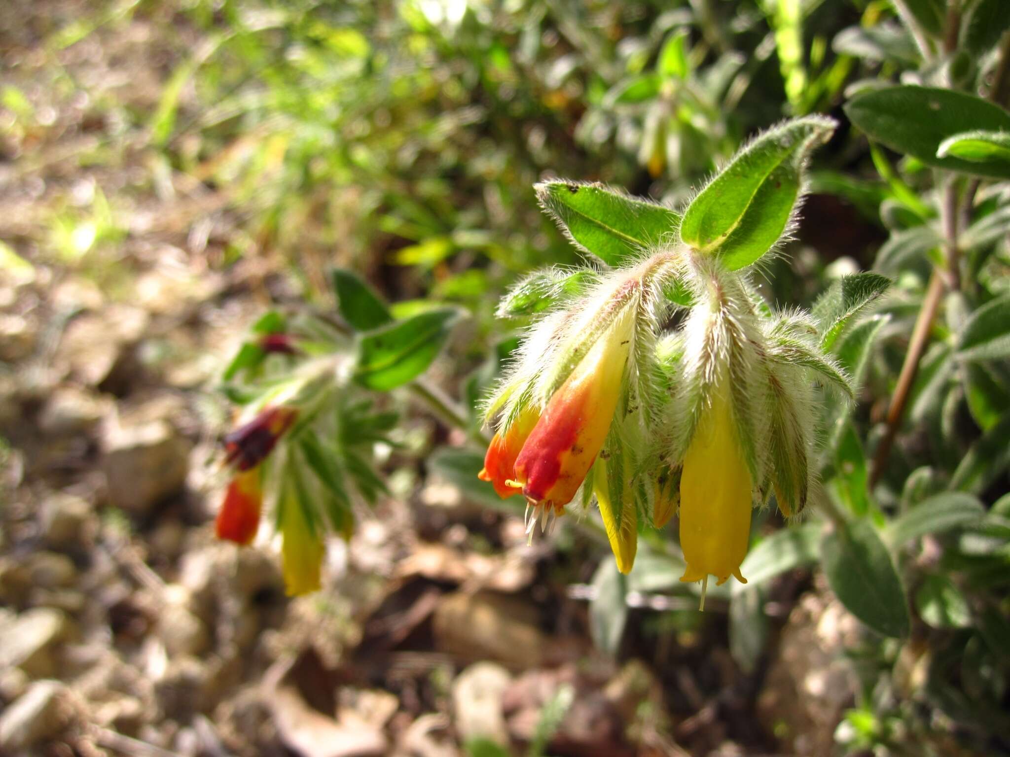 Imagem de Onosma frutescens Lam.