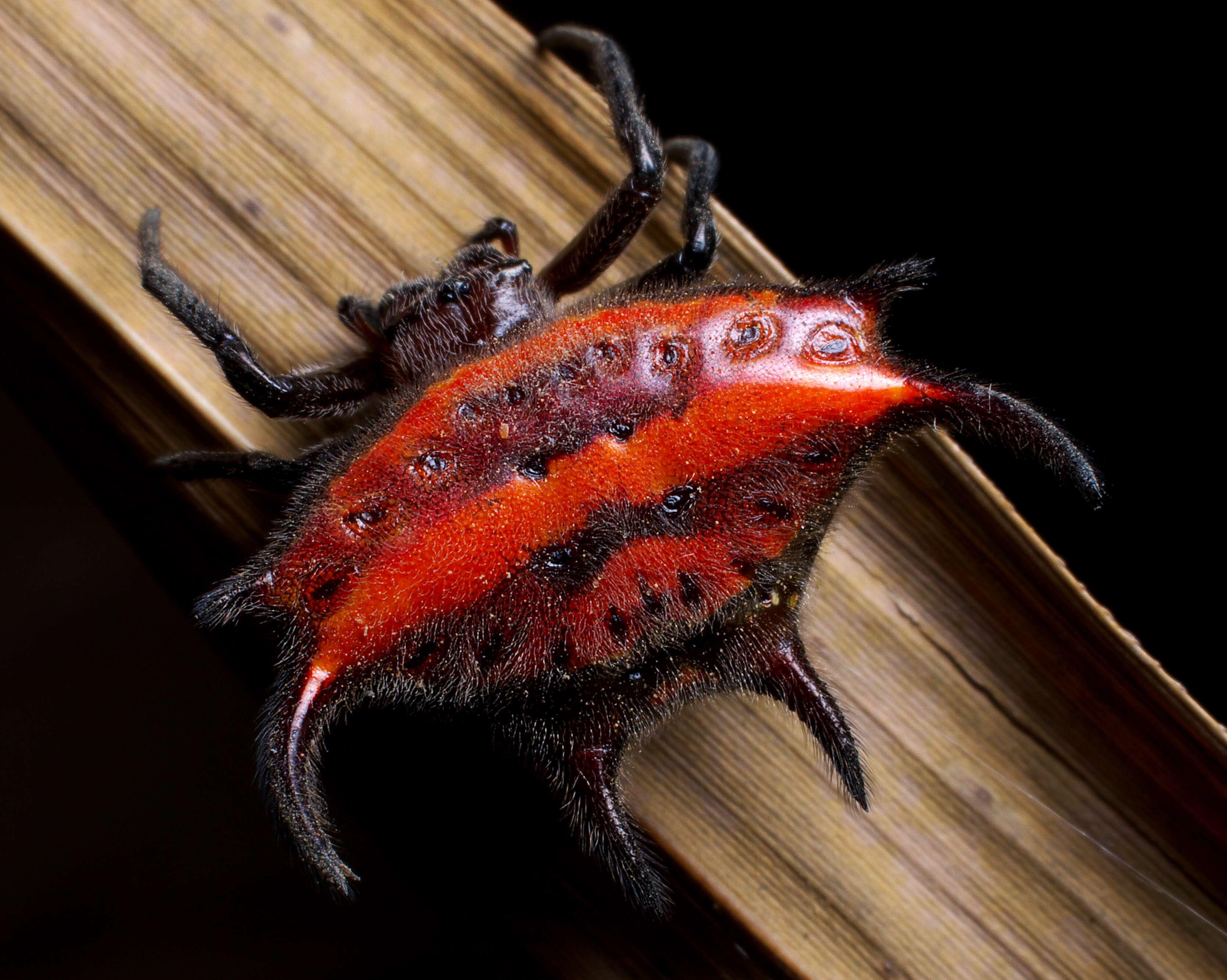 Image of Gasteracantha falcicornis Butler 1873