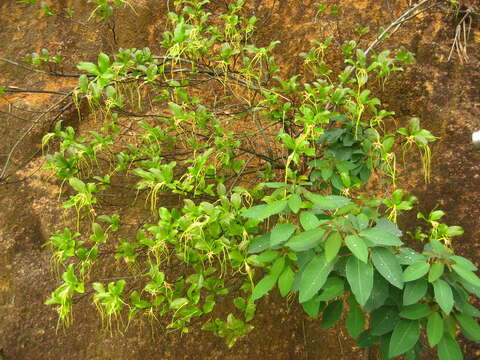 Слика од Strophanthus divaricatus (Lour.) Hook. & Arnott