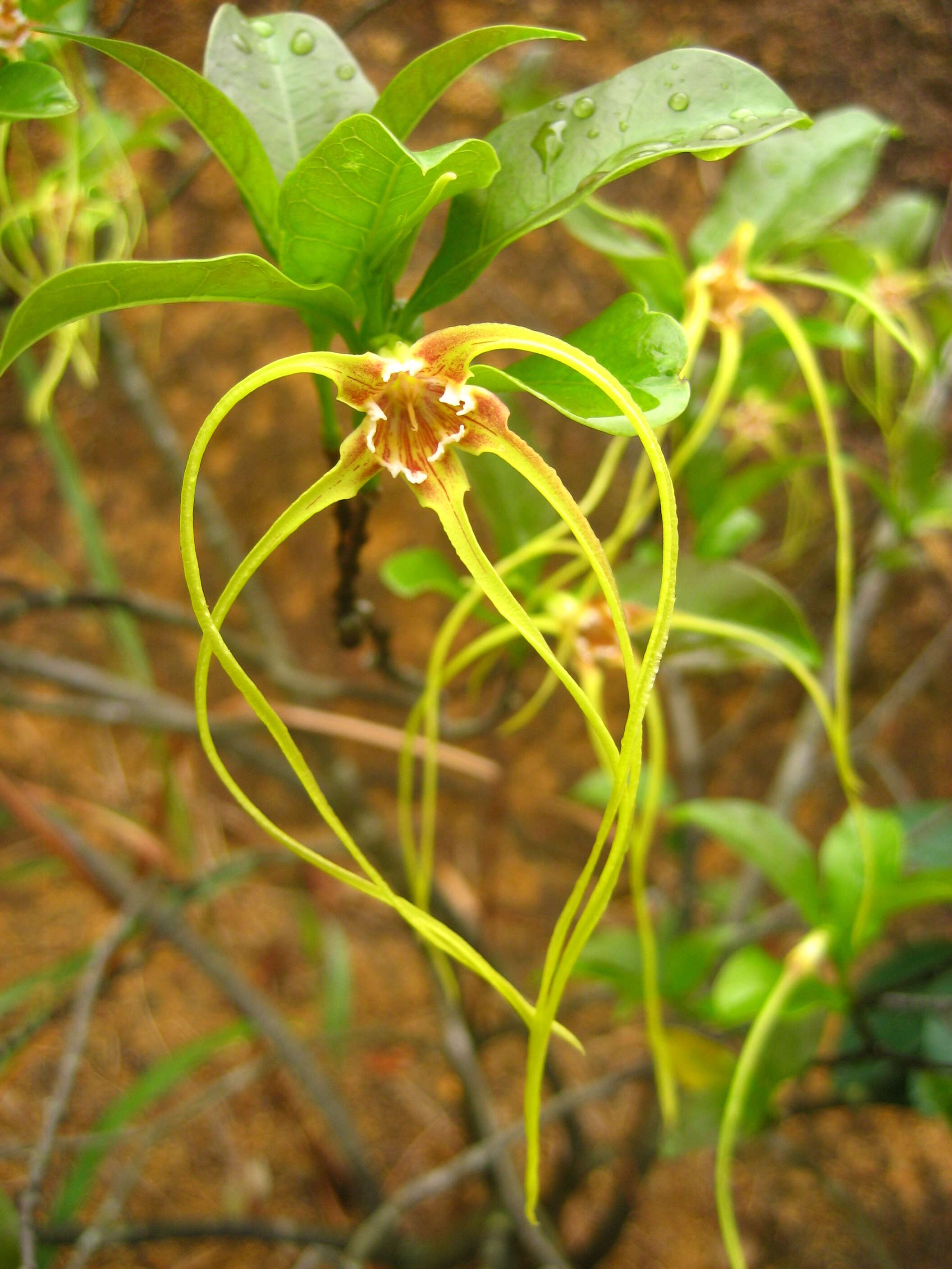 Image de Strophanthus divaricatus (Lour.) Hook. & Arnott