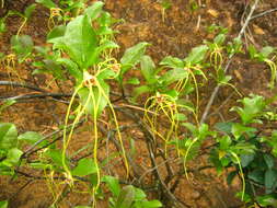 Image de Strophanthus divaricatus (Lour.) Hook. & Arnott