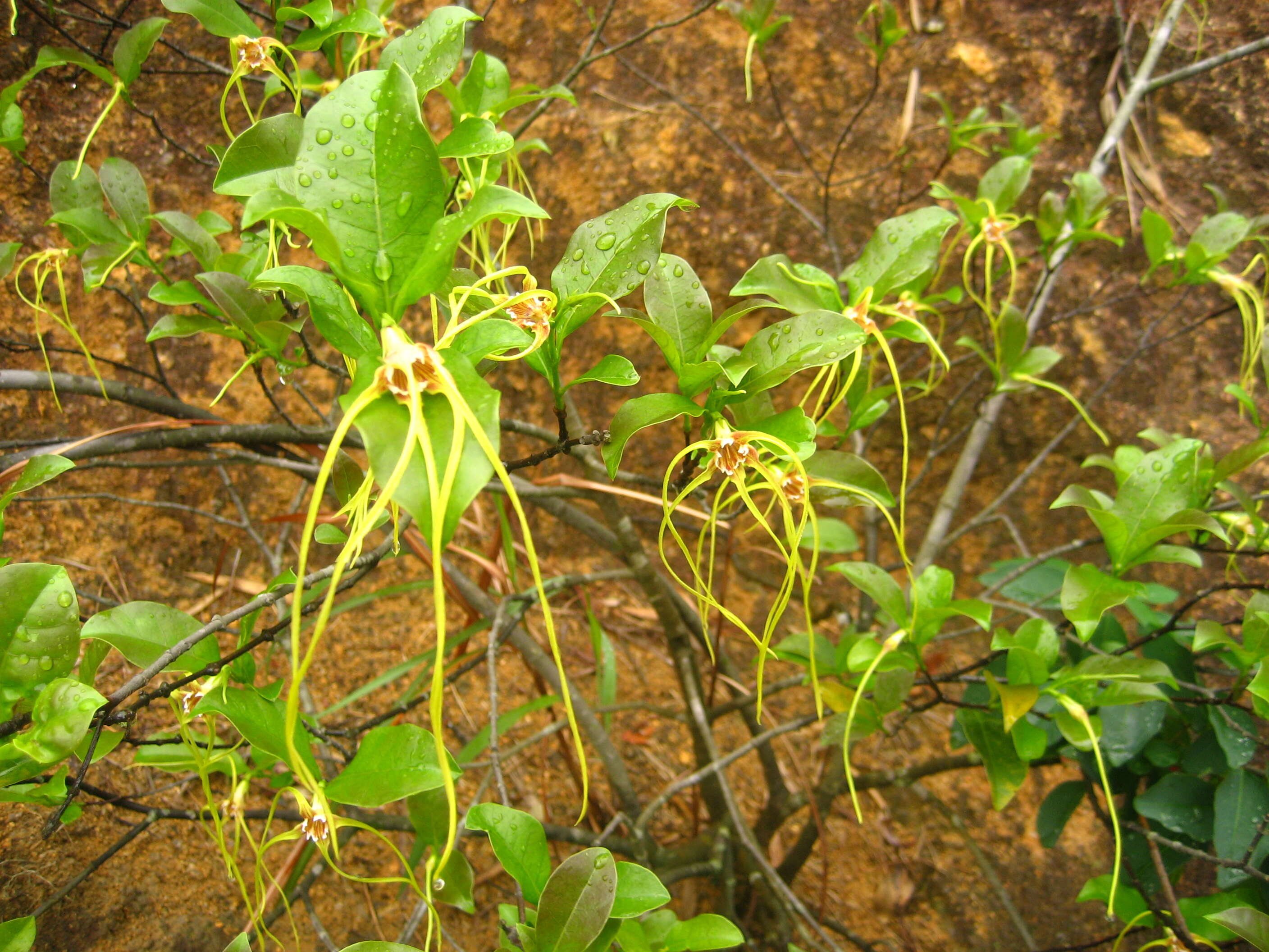 Image de Strophanthus divaricatus (Lour.) Hook. & Arnott