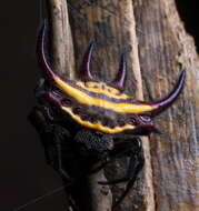 Image of Gasteracantha falcicornis Butler 1873