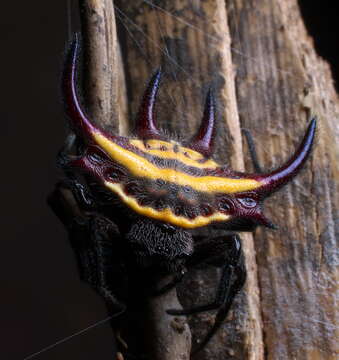 Image of Gasteracantha falcicornis Butler 1873