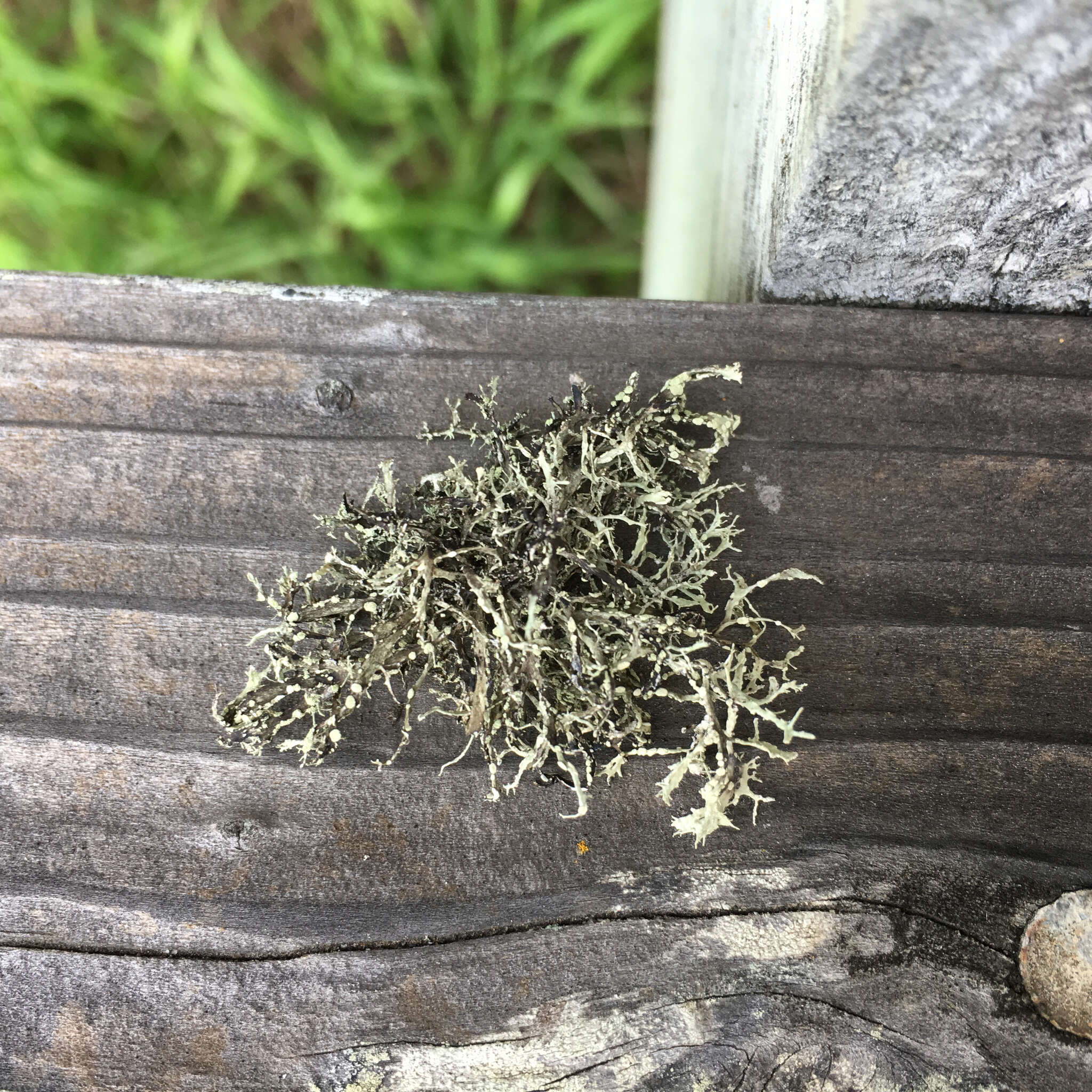 Image of farinose cartilage lichen