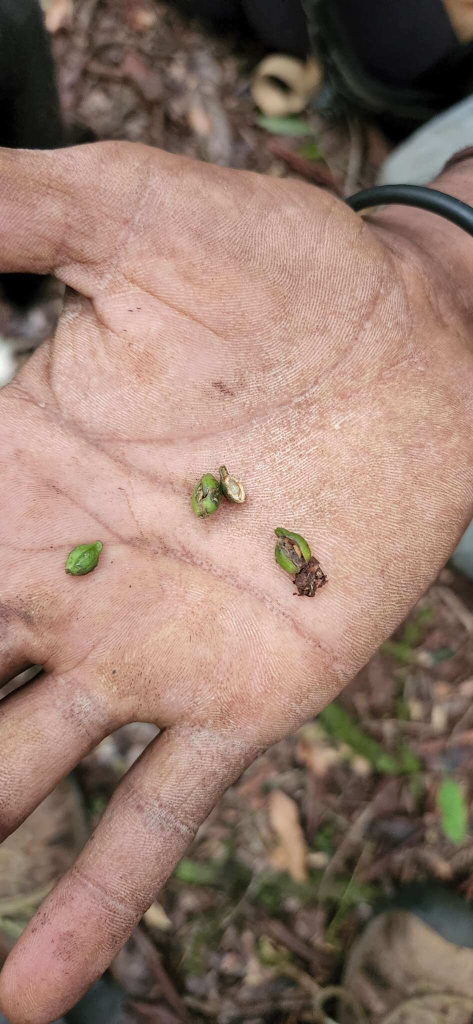 Image of Podocarpus buchii Urb.