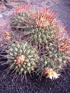 Image of Thelocactus rinconensis (Poselger) Britton & Rose