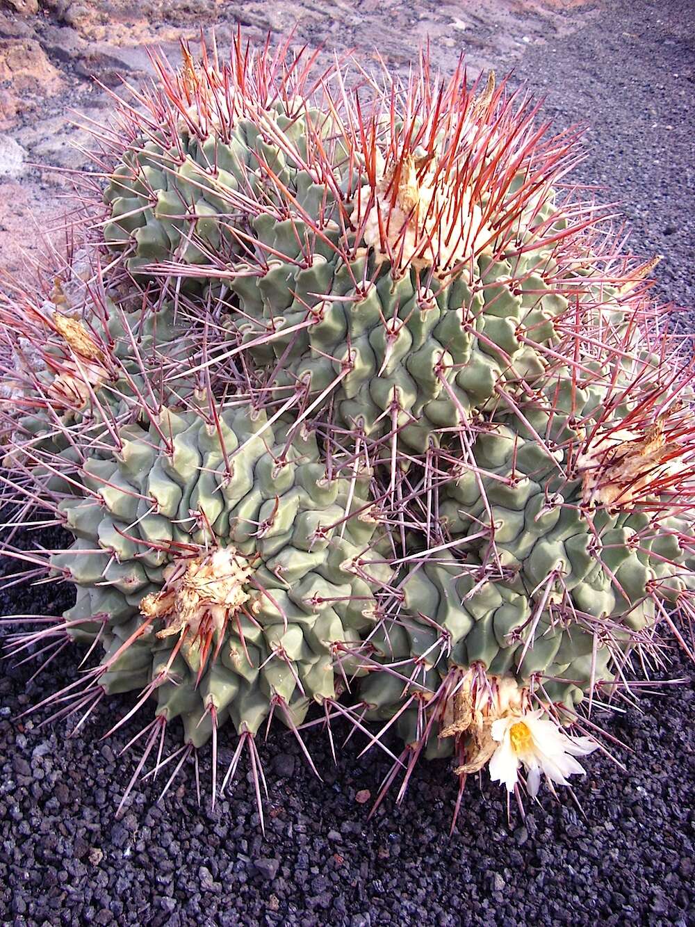 Image of Thelocactus rinconensis (Poselger) Britton & Rose