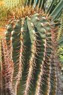 Image of Emory's barrel cactus