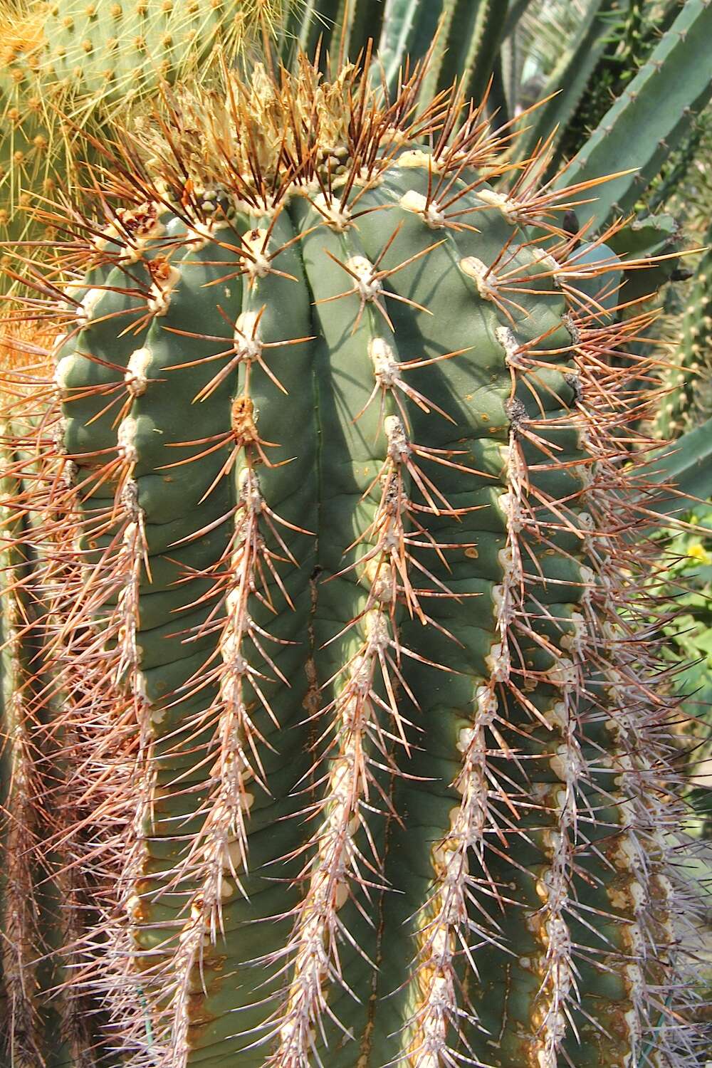 Image of Emory's barrel cactus
