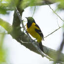 Image de Oriole unifascié