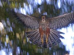 Image of New Zealand Falcon