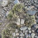 Image of alpine catchfly