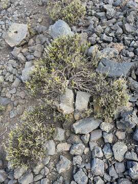 Image of alpine catchfly