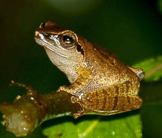 Image of Pseudophilautus amboli (Biju & Bossuyt 2009)