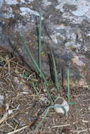 Image of Allium chamaespathum Boiss.