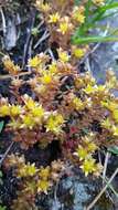 Imagem de Sedum annuum L.