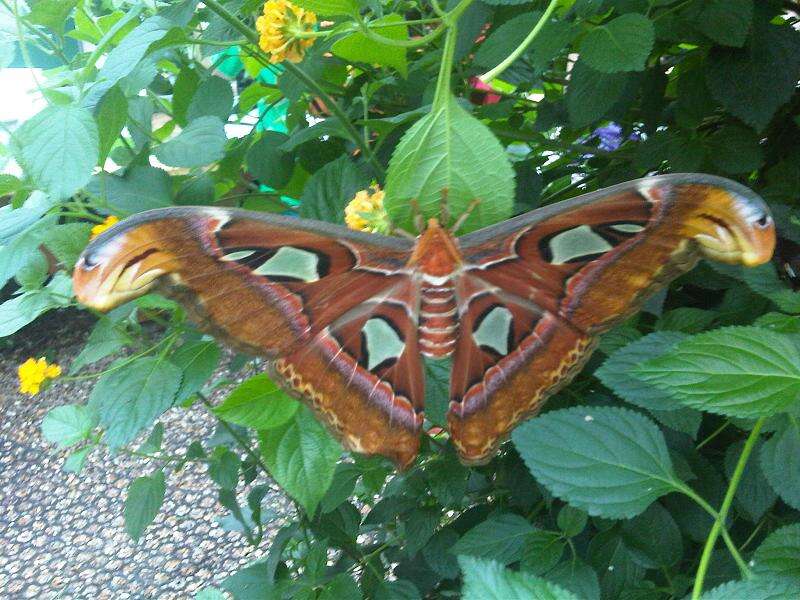 Image de Attacus atlas (Linnaeus 1758)