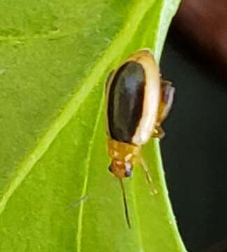 Image of Capraita thyamoides (Crotch 1873)