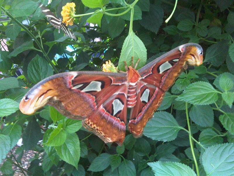 Image of atlas moth