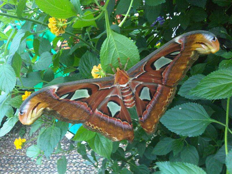 Image of atlas moth