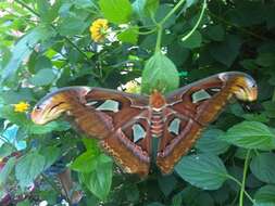 Image of atlas moth