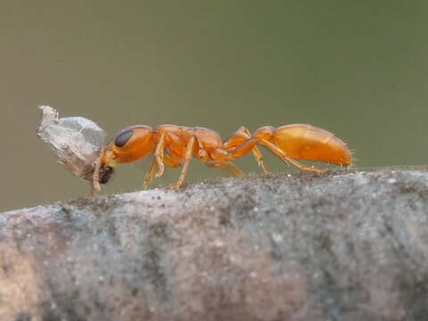 Image of Pseudomyrmex seminole Ward 1985