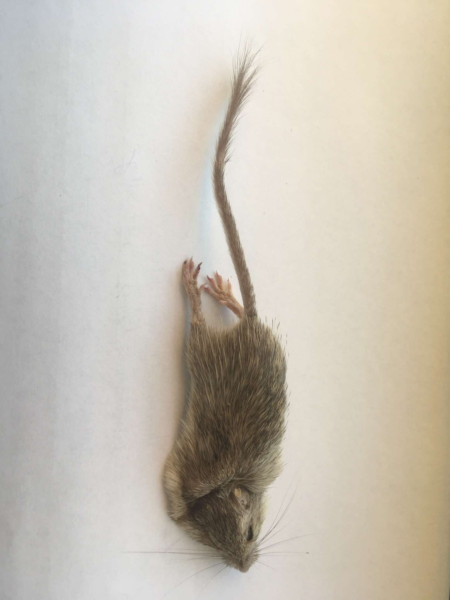 Image of San Diego pocket mouse