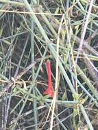 Image of Baja bush snapdragon