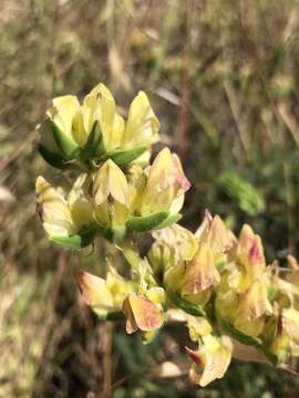 Imagem de Lupinus densiflorus Benth.