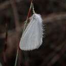 Слика од Euproctis melanosoma Butler 1882