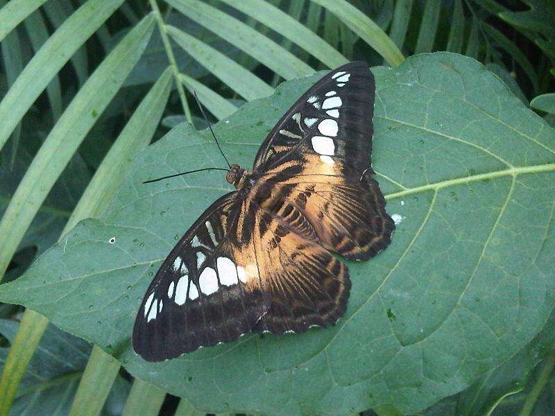 Imagem de Parthenos sylvia