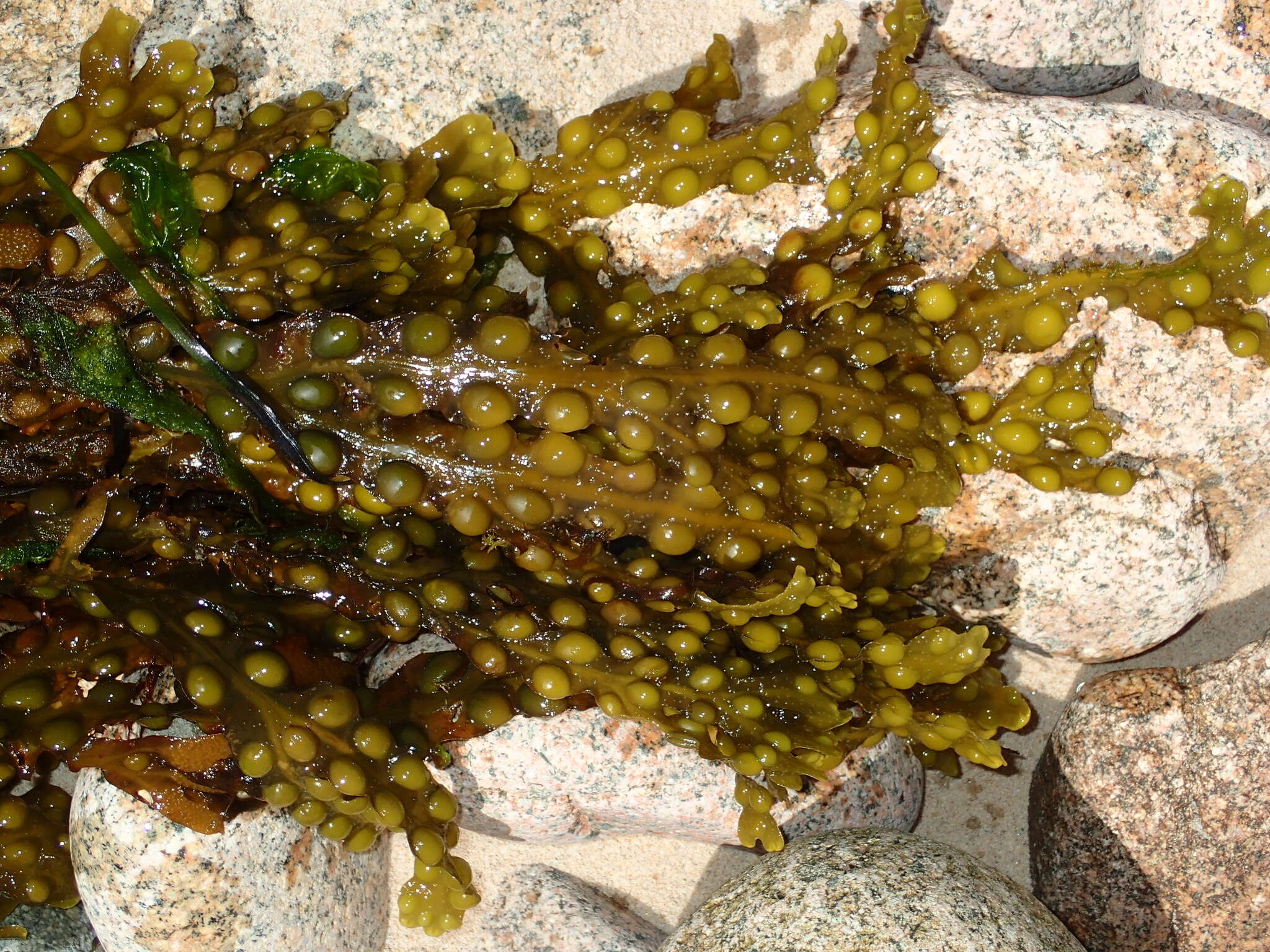 Image de fucus vésiculeux