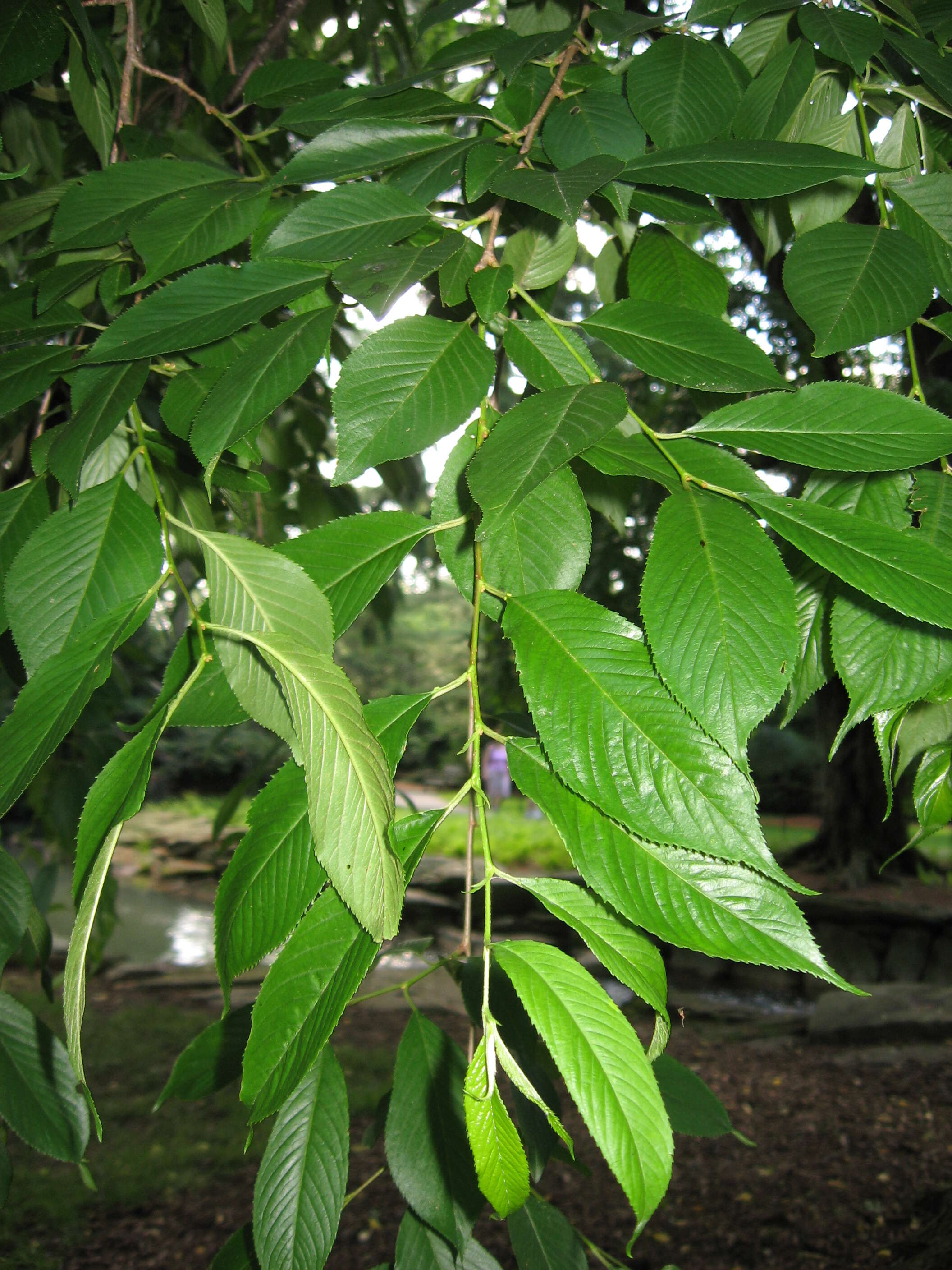 Plancia ëd Prunus subhirtella Miq.