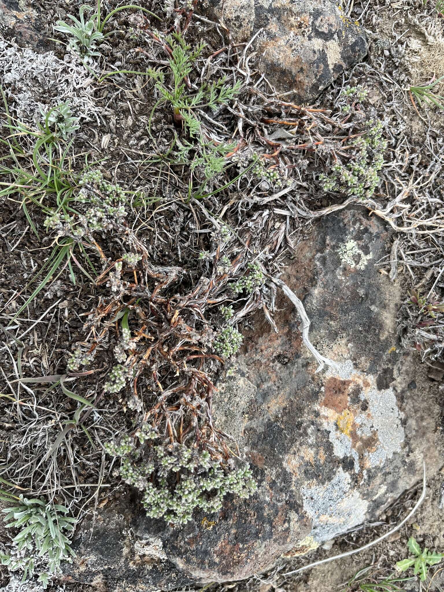 Image of thymeleaf buckwheat