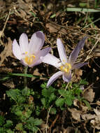 Image of Autumn crocus