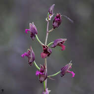 Image of Eulophia nuda Lindl.