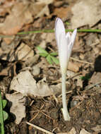 Image of Autumn crocus