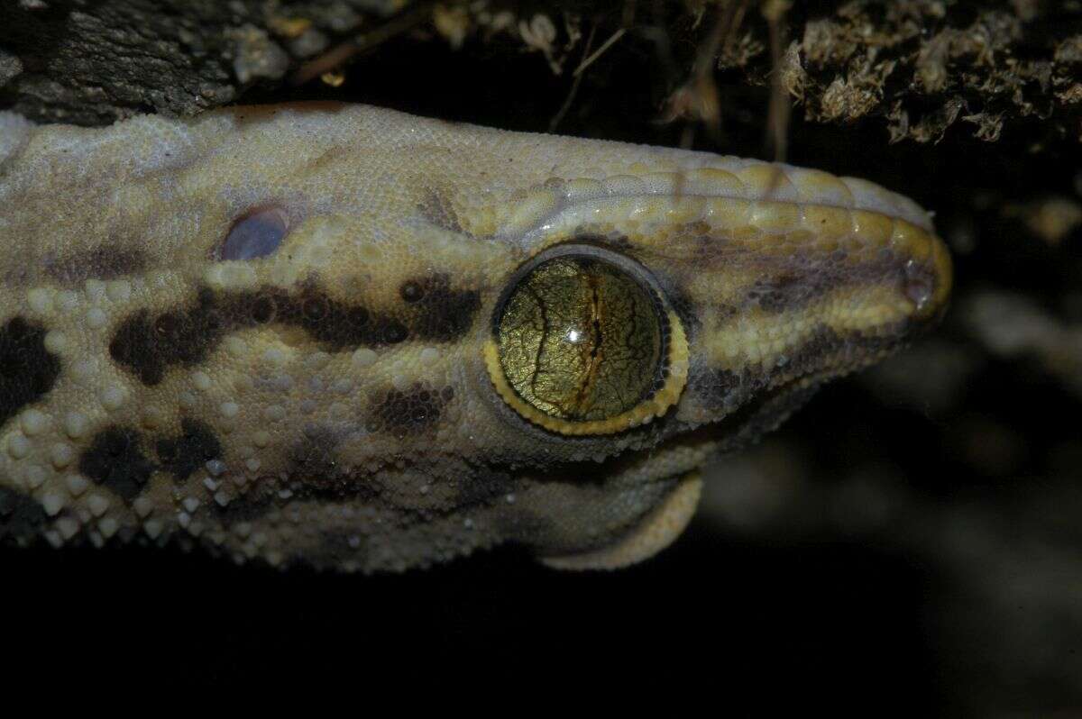 Image of Spotted Leaf-toed Gecko