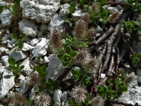 Image of Salix alpina Scop.